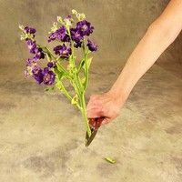 Фото Ножиці для квіток і винограду Victorinox 6.5009