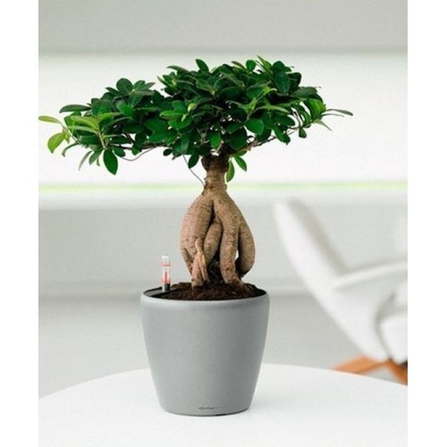 Добриво Compo для кактуса і бонсаев 250 мл 4064