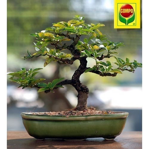 Добриво Compo для кактуса і бонсаев 250 мл 4064