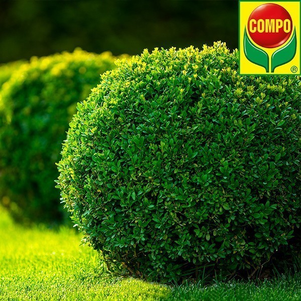 Добриво Compo для буксусів, вічнозелених рослин, хвої 1 л 2558