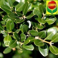 Добриво Compo для буксусів, вічнозелених рослин, хвої 1 л 2558