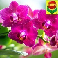 Добриво Compo для орхідей 500 мл 4089