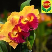 Добриво Compo для орхідей 500 мл 4089