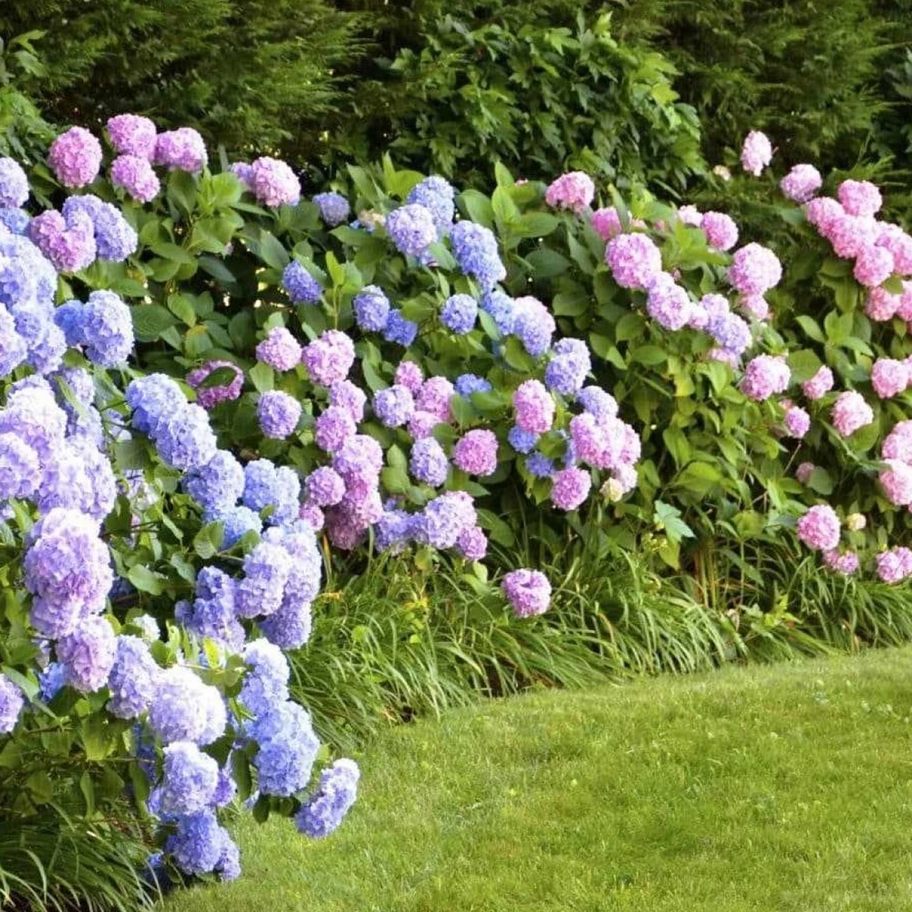 Добриво тверде Compo для рододендронів і гортензій 1 кг 1795