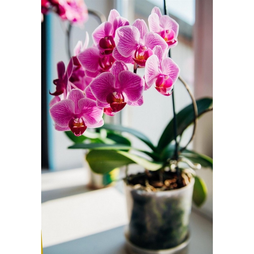 Набір аплікаторів Compo для охідей 30 мл 6 шт N3275-6