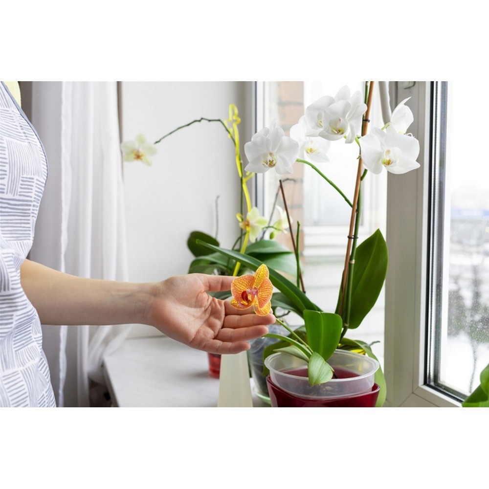 Набір аплікаторів Compo для охідей 30 мл 6 шт N3275-6