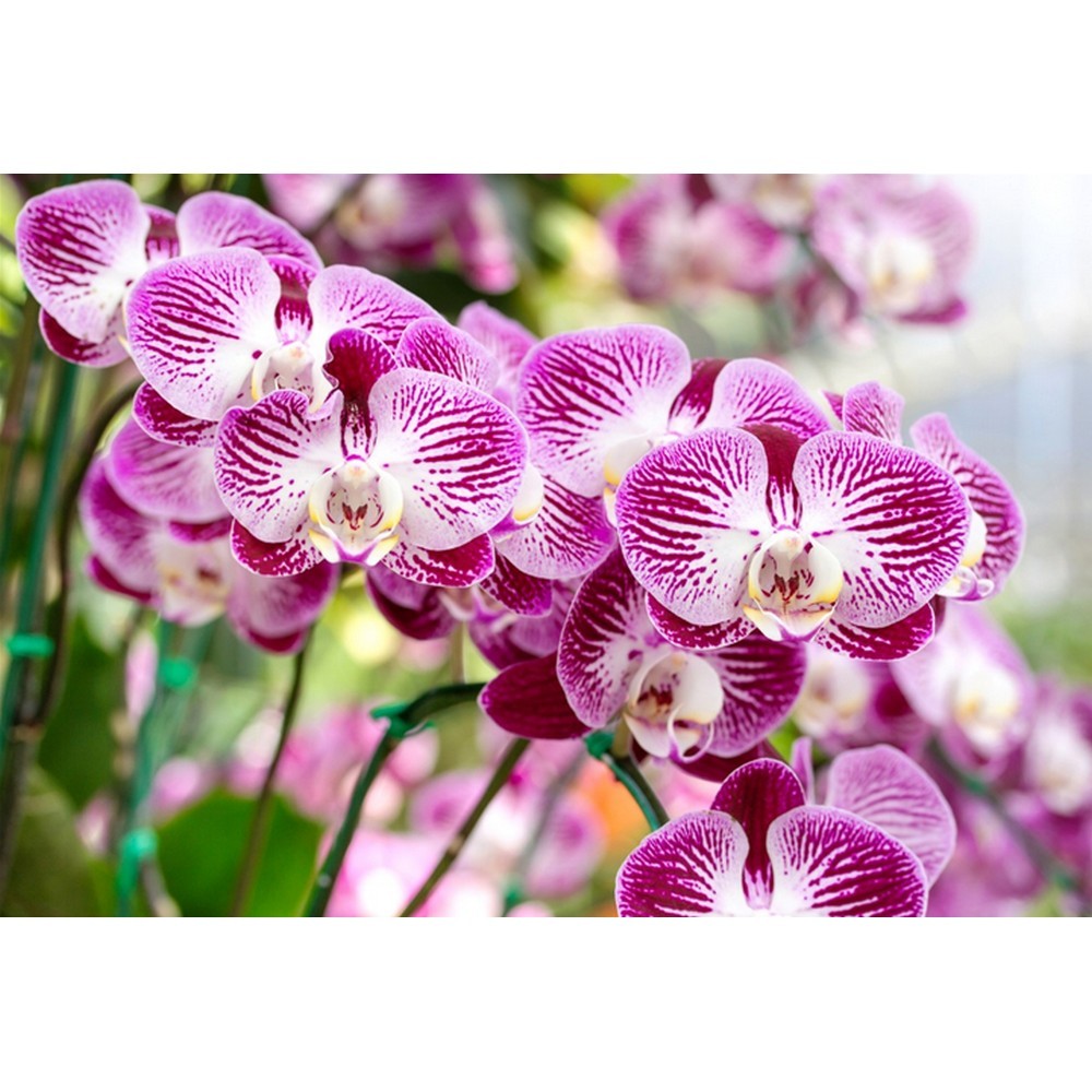 Набір аплікаторів Compo для охідей 30 мл 6 шт N3275-6