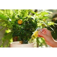 Фото Набір аплікаторів Compo для цитрусових 30 мл 6 шт N3285-6