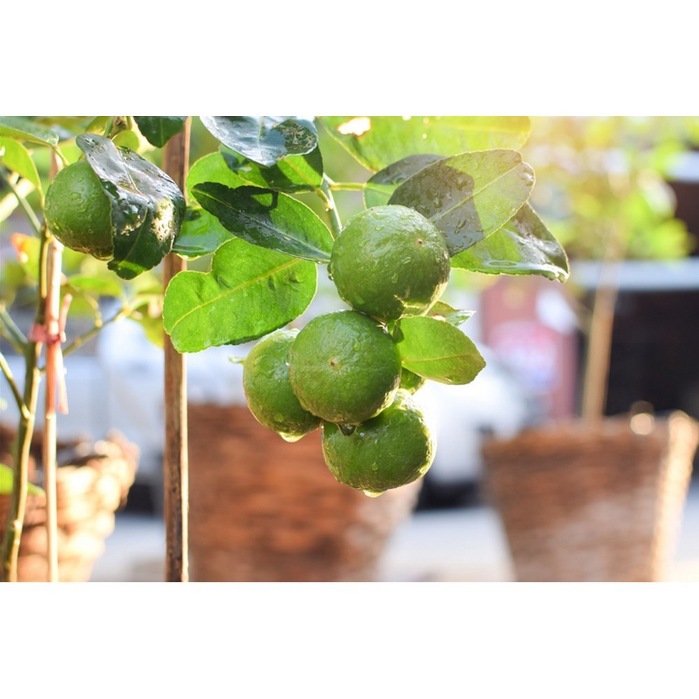 Набір аплікаторів Compo для цитрусових 30 мл 6 шт N3285-6